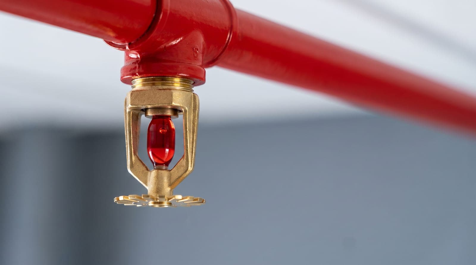 Macro très nette d'une tête de sprinkler pendante neuve en laiton poli, ampoule de verre rouge intacte, déflecteur net, fixée à une canalisation rouge sous un plafond blanc flou